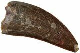 Carcharodontosaurus Tooth - Real Dinosaur Tooth #311051-1